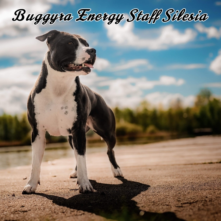 Buggyra Energy Staff Silesia