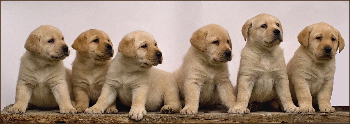 Labradorský retriever