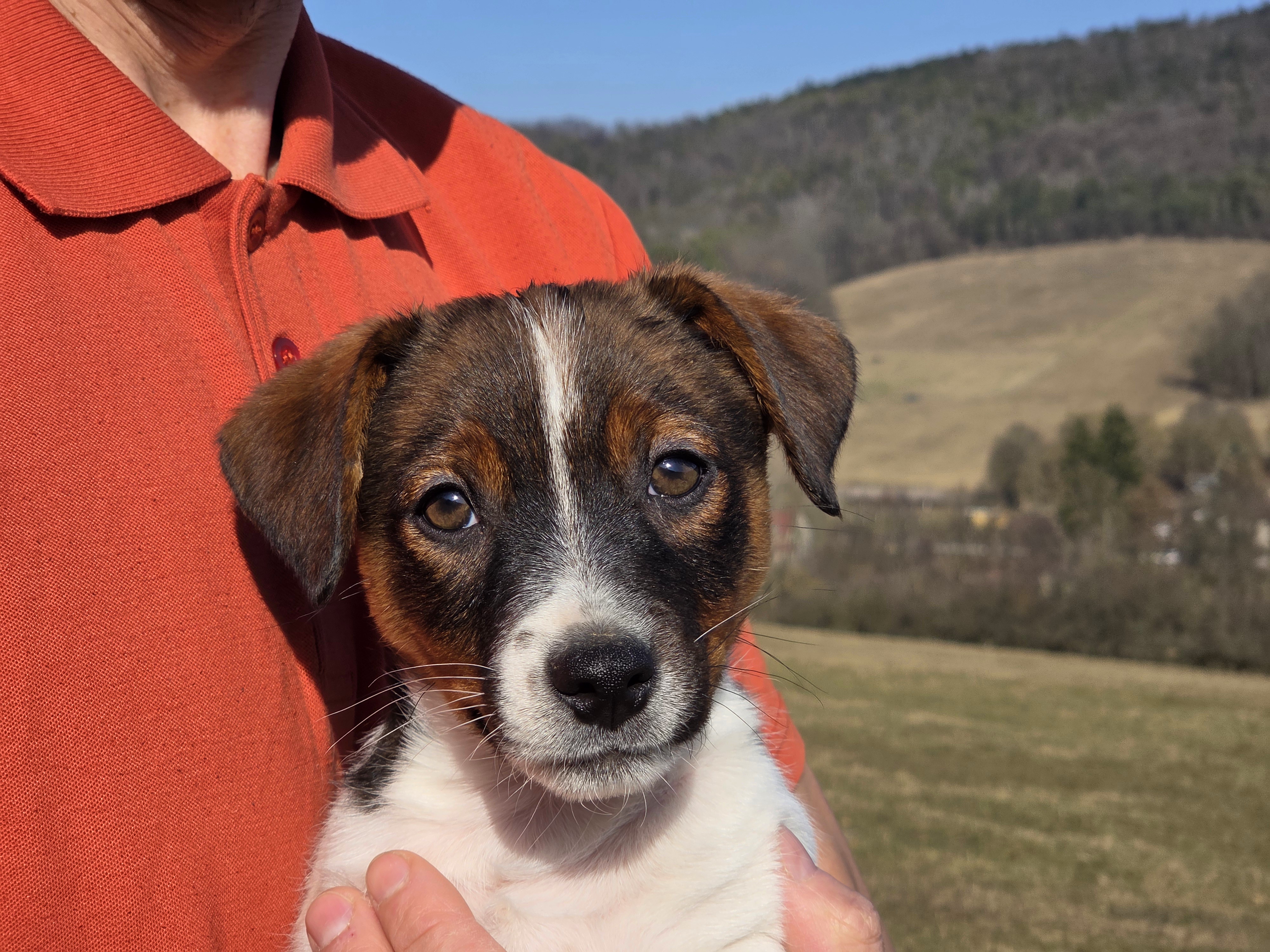 Parson jack russel terriér
