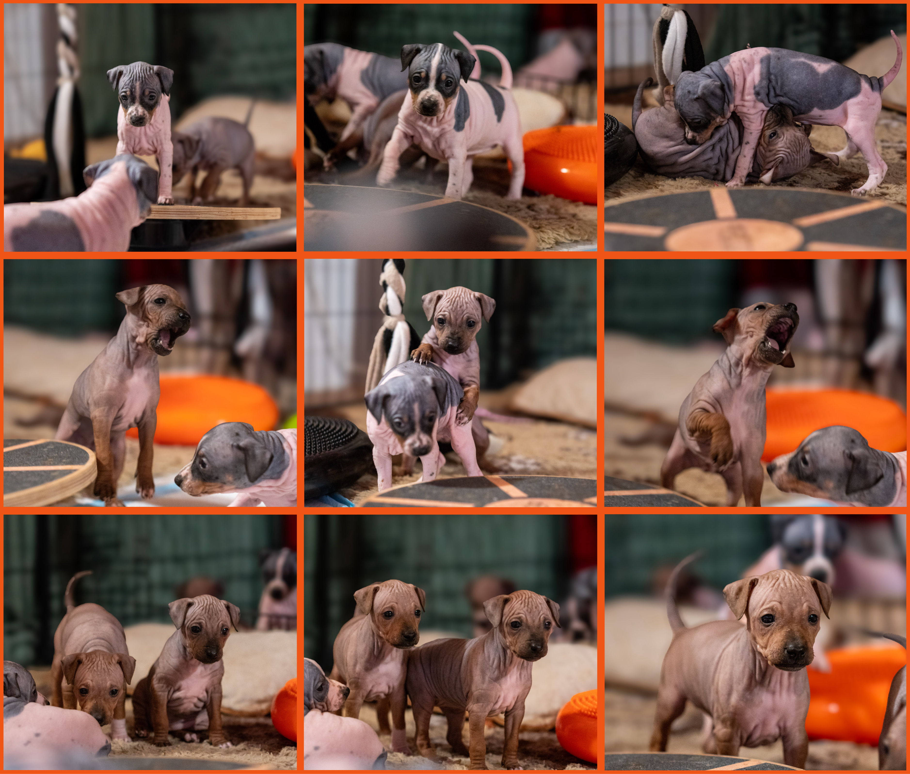 Americký bezsrstý teriér