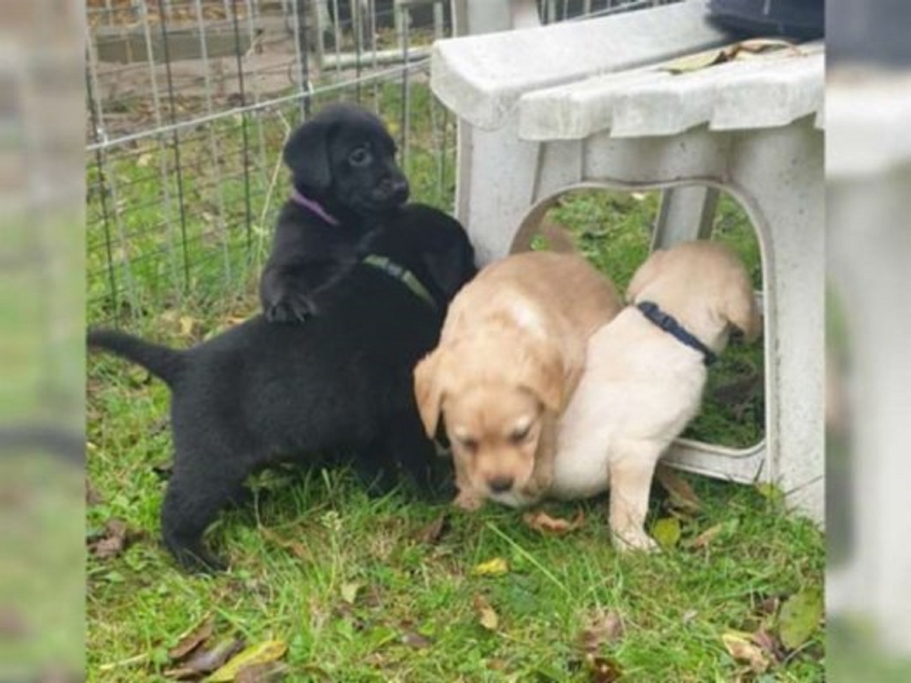 Labradorský retriever