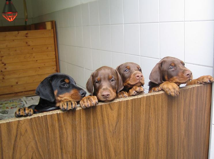 Doberman