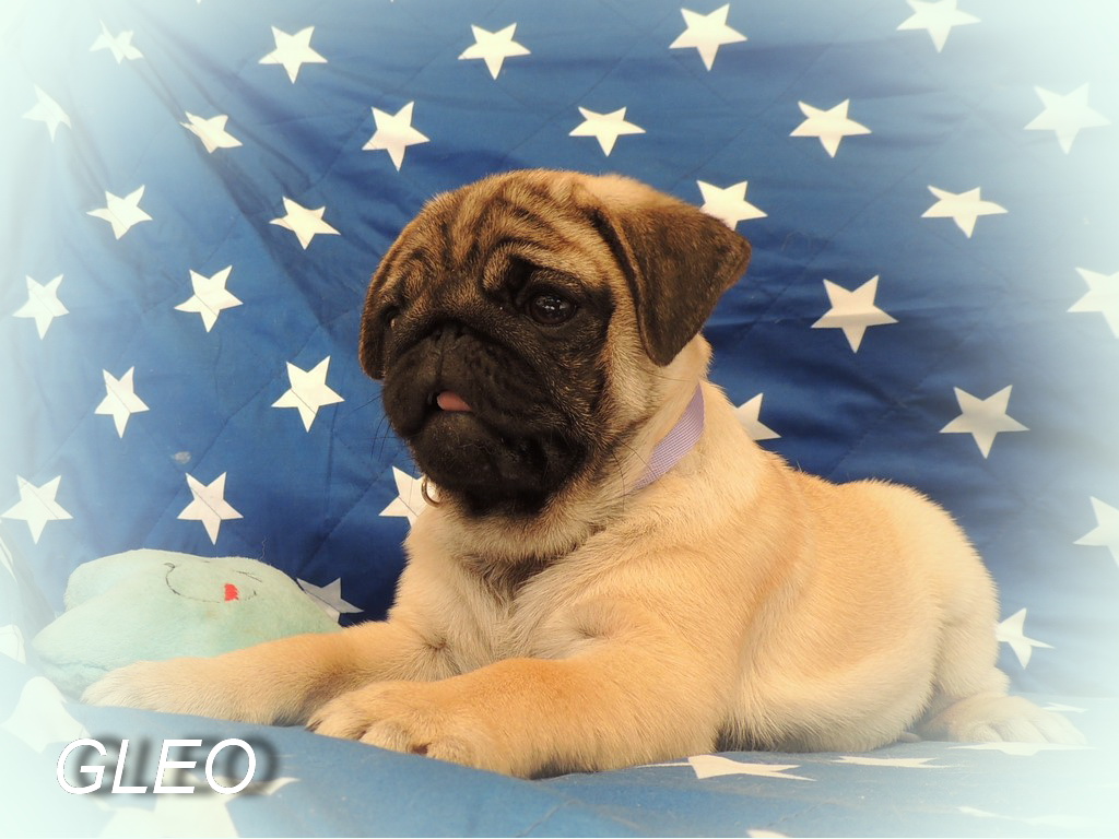 Mops