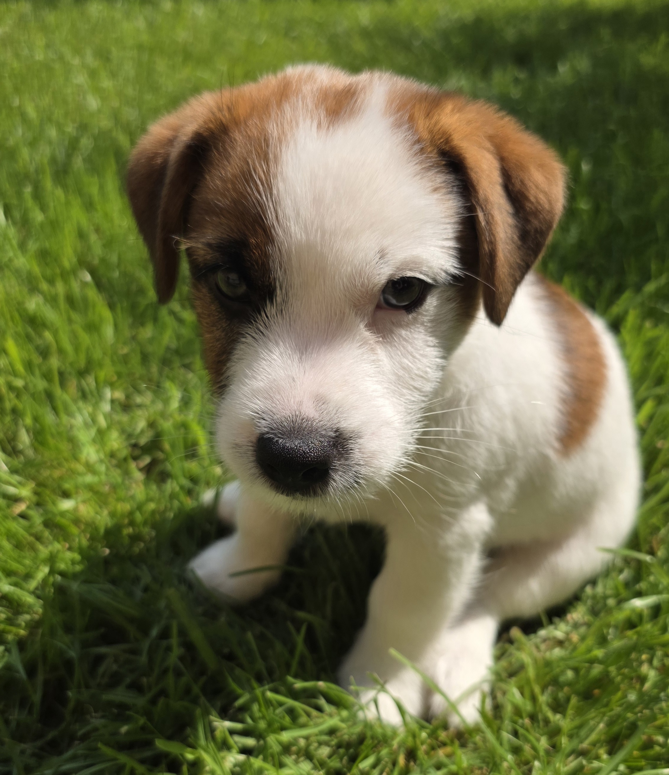 Parson jack russel terriér