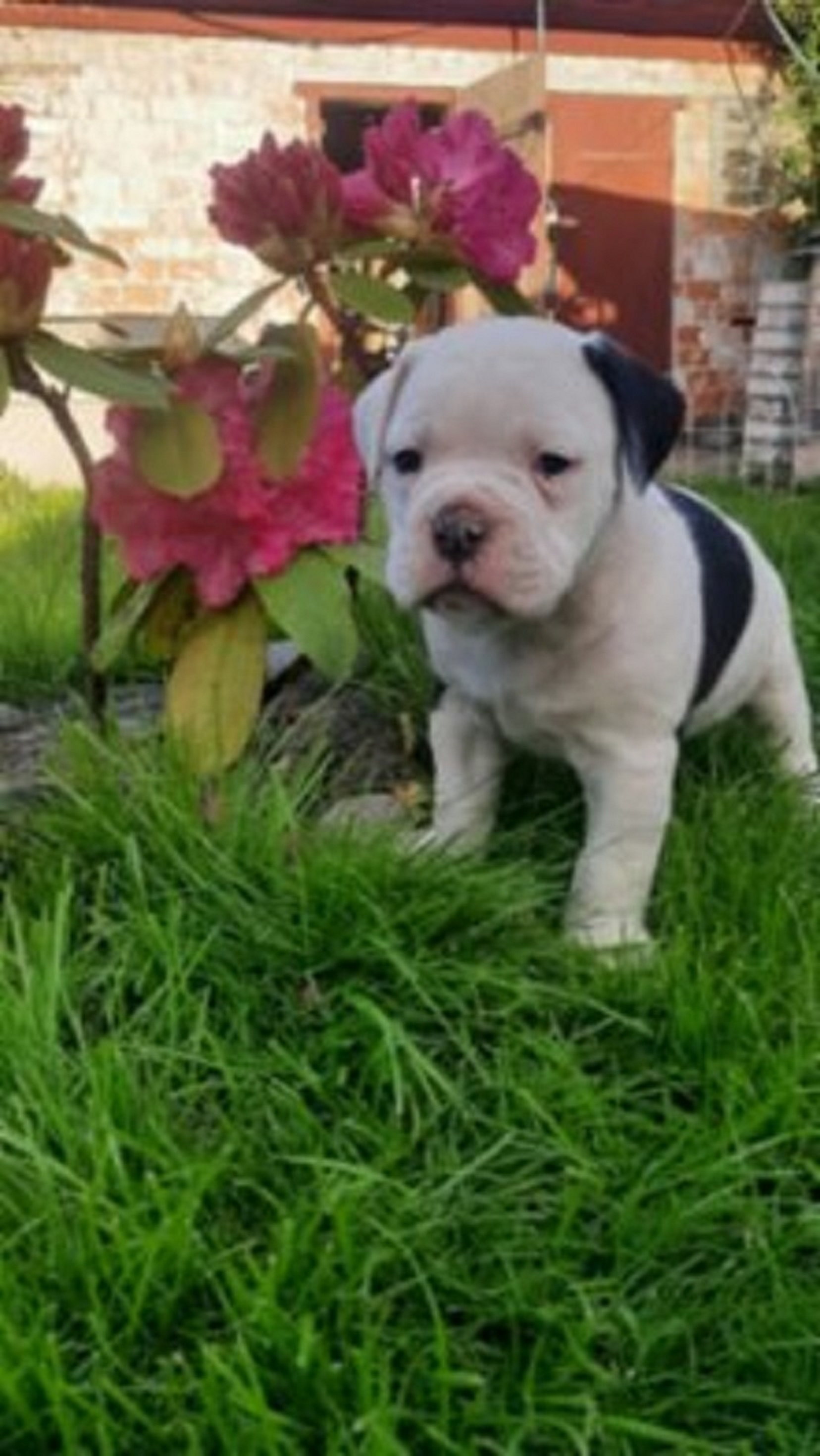 Anglický buldog