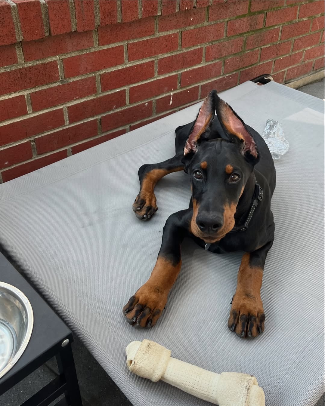 Doberman