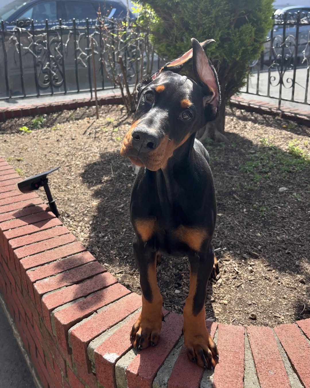 Doberman