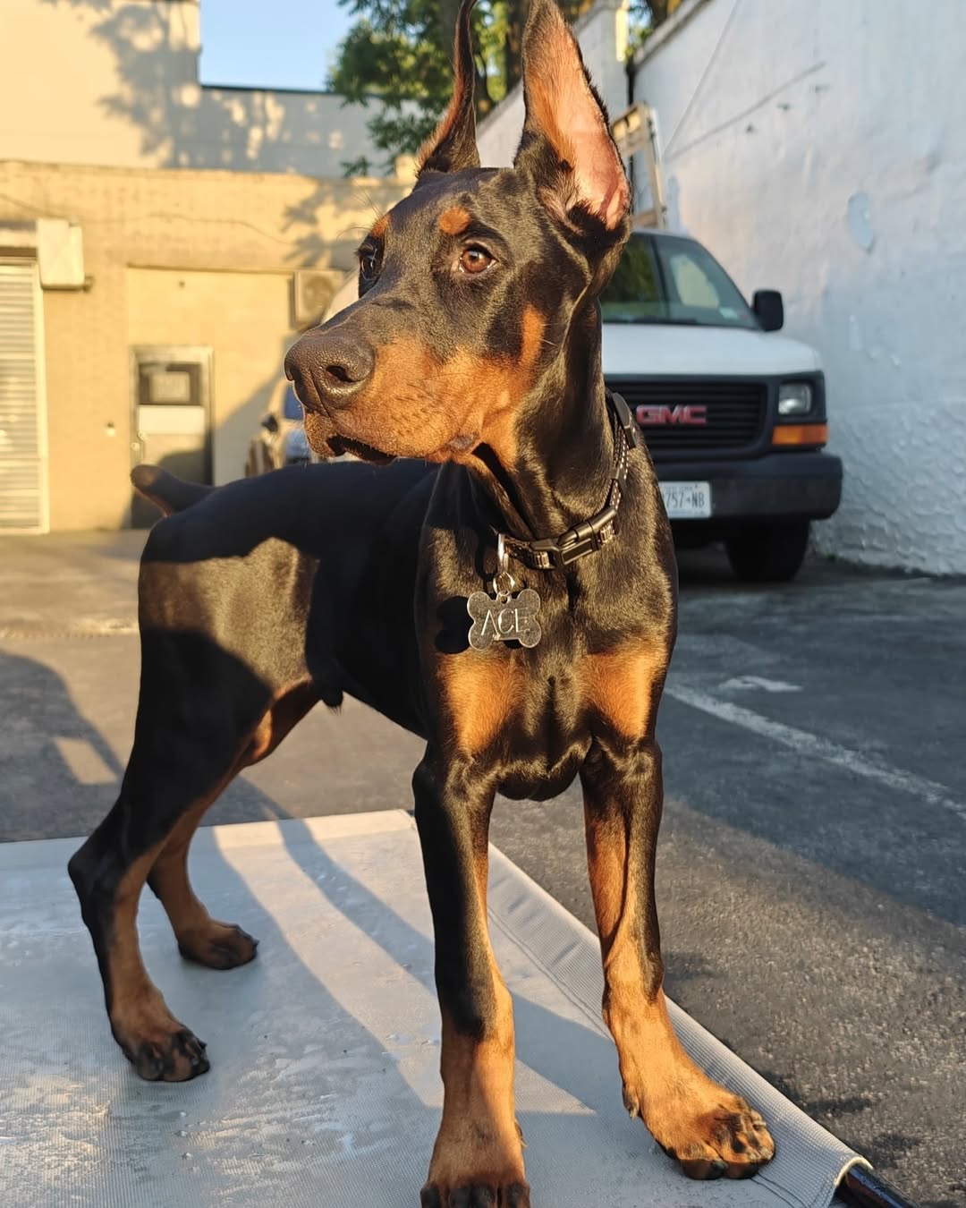 Doberman