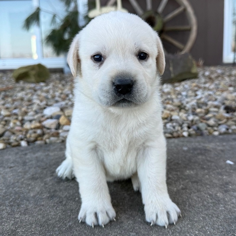 Labradorský retriever