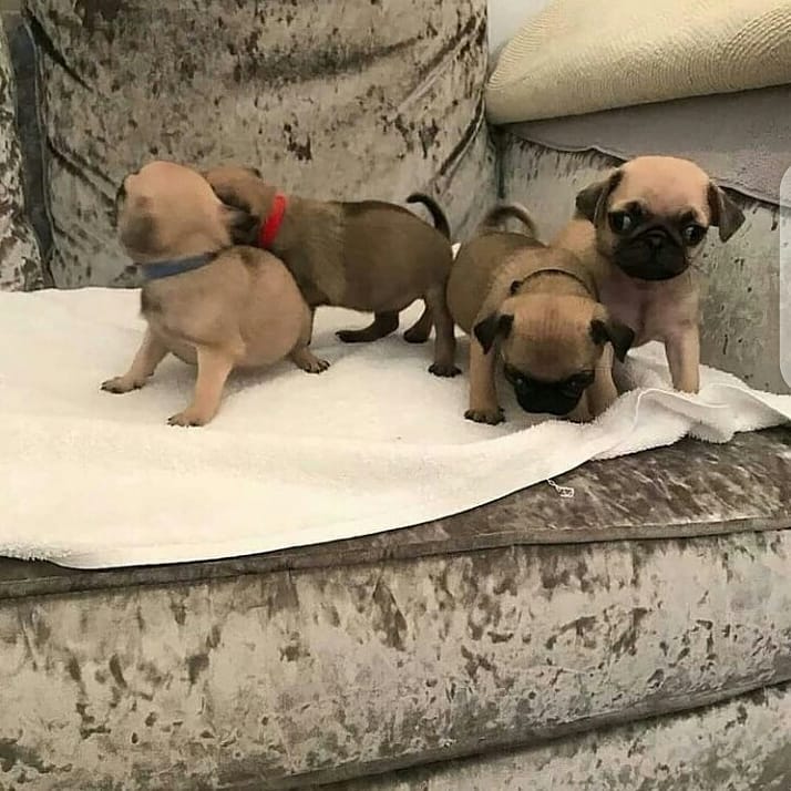 Mops