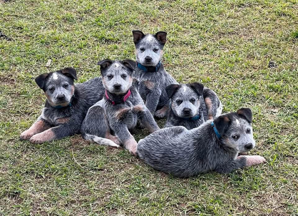 Kerry blue terrier