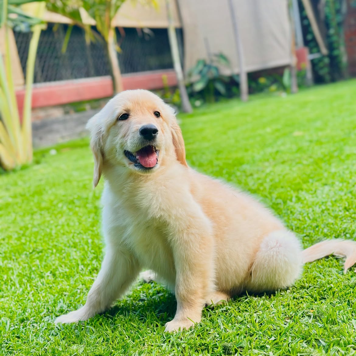Zlatý retriever