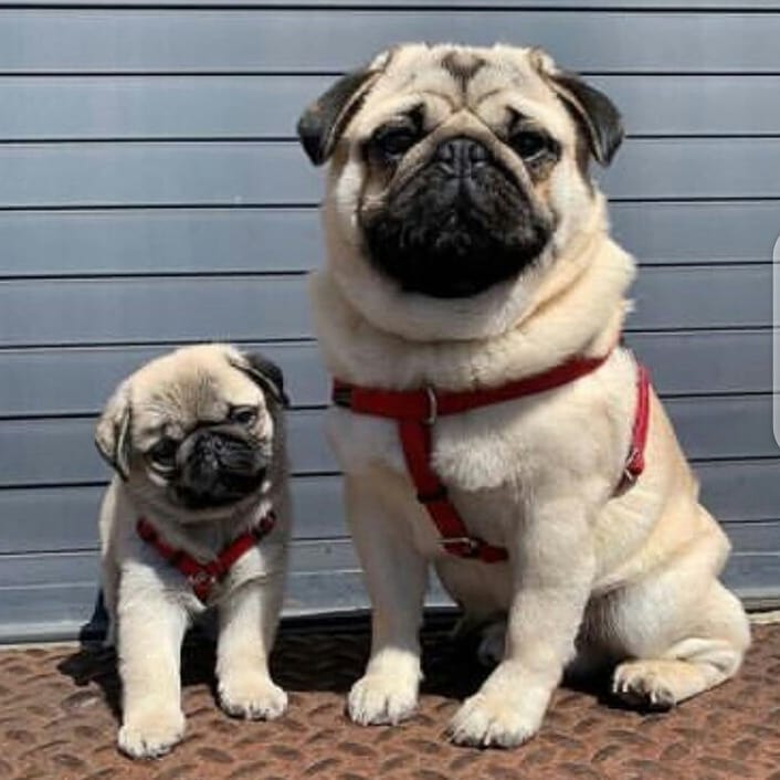 Mops