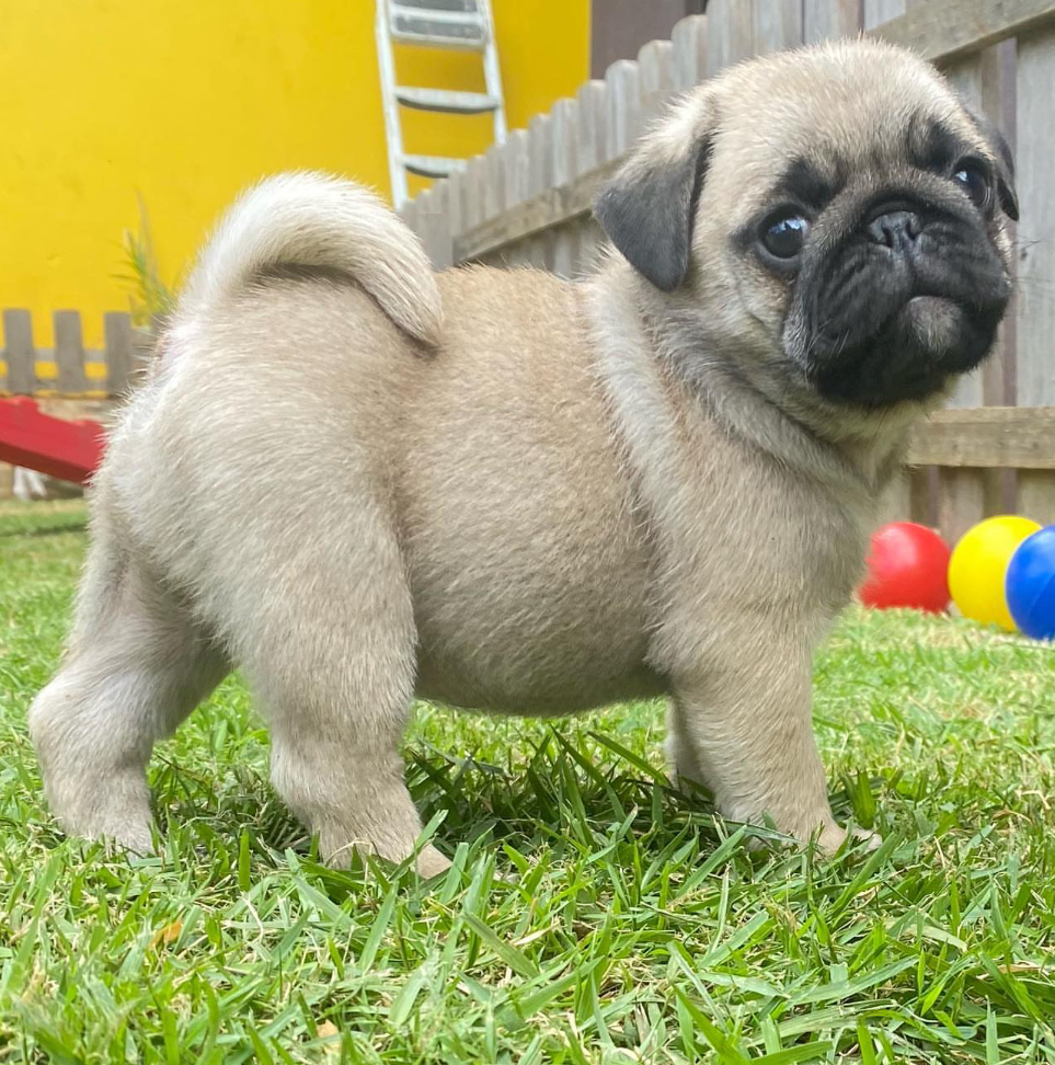 Mops
