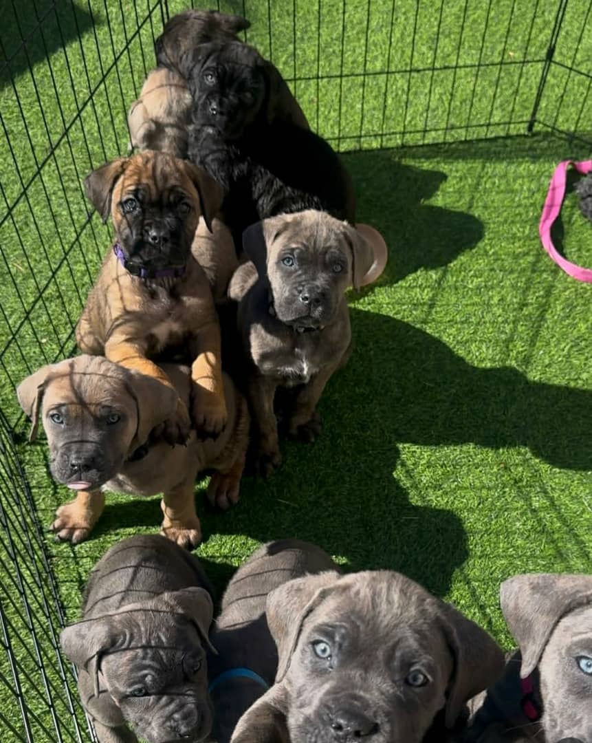 Cane corso