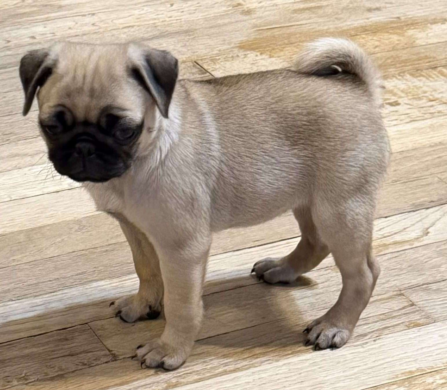 Mops