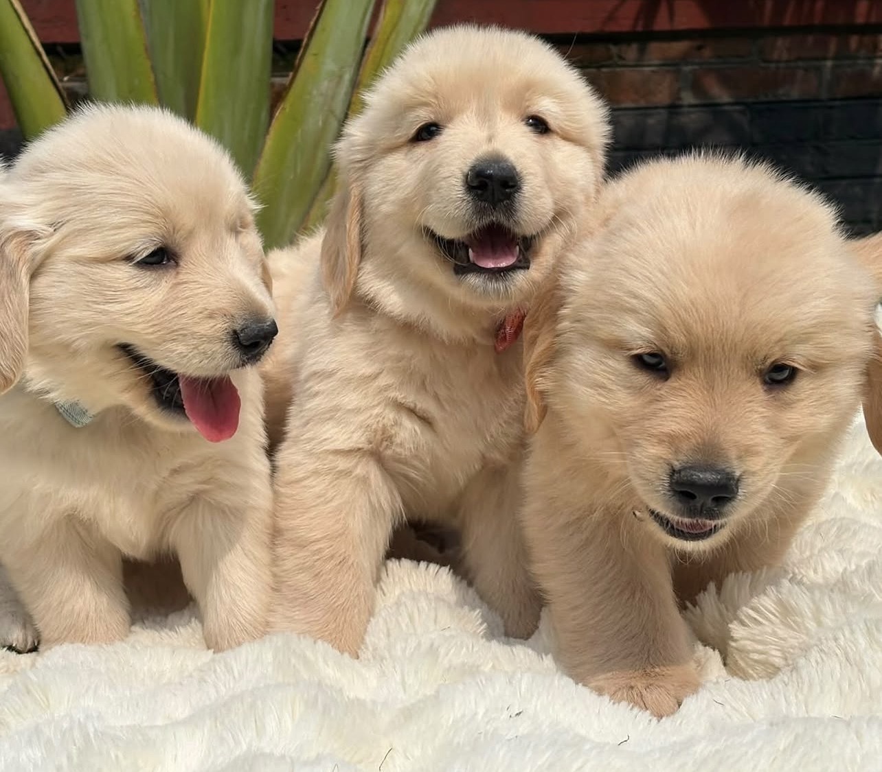 Zlatý retriever